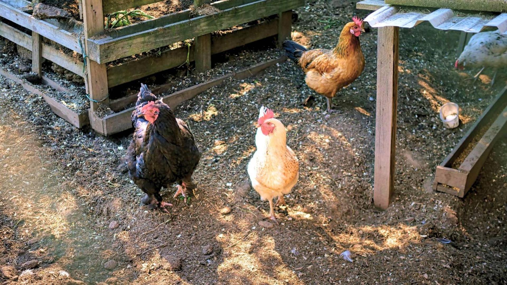 Ferienhaus Weps Arnbruck Eksteriør bilde